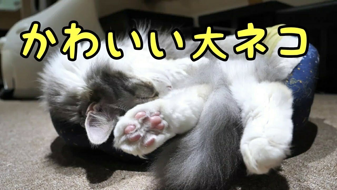 大きいネコはかわいい ノルウェイジャンのライさんとメインクーンのカイくんです 猫カフェねこjalala Youtube 大きいネコはかわいい ノルウェイジャンのライさんとメインクーンのカイくんです 猫カフェねこjalala Youtube