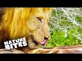 Exploring Lions&#39; Habitat: Fascinating and Curious Moments  Caught In The Act | Nature Bites