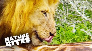 Exploring Lions&#39; Habitat: Fascinating and Curious Moments  Caught In The Act | Nature Bites