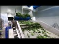 Spray optical sorter for freshcut vegetable leaves  raytec vision