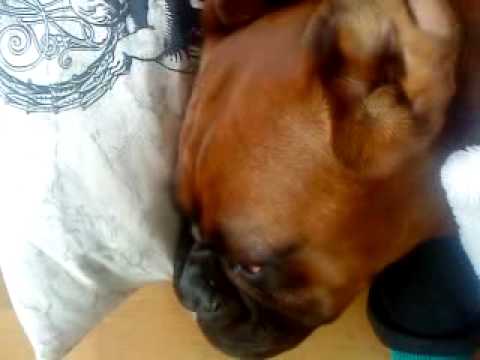 Video: Hjärtslagproblem (Fibrillering Och Fladdring) Hos Hundar