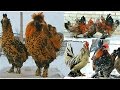 PAVLOV chickens  Altai Bantam Алтайская Бентамка ПАВЛОВСКАЯ ПОРОДА КУР