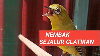 Pleci tembakan Gelatik watu