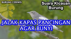 Suara Jalak Kapas Sutra Free Music Download
