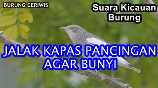 Suara Kicauan Burung Jalak Kapas, Jalak Sutra Pancingan Jalak Kapas Bisu Agar Bunyi