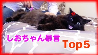 [Talking cat] Theo-chan's top 5 rants ! 【Super Angry】