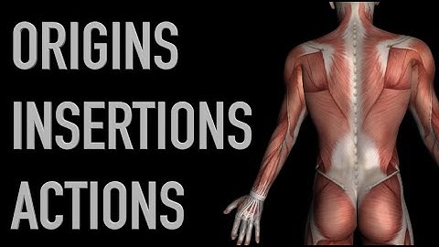 Hamstring Muscles - Origins, Insertions & Actions - Black Background