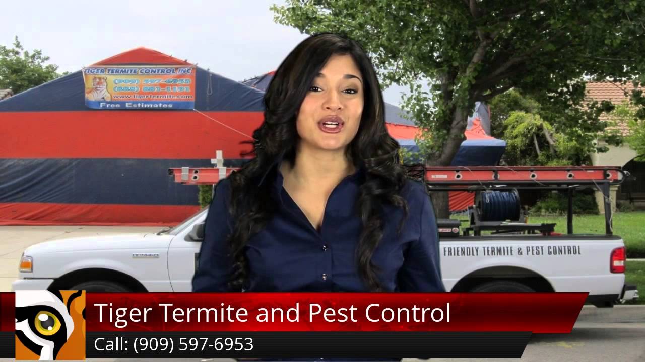 Tiger Termite and Pest Control Chino Hills Outstanding Five Star Review