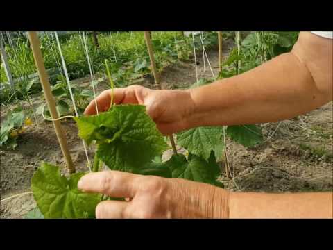 Video: How To Tie Up Cucumbers In The Greenhouse And Open Field