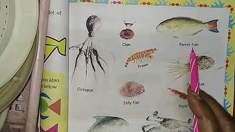 Cbse class5Maths Fish Tale part2