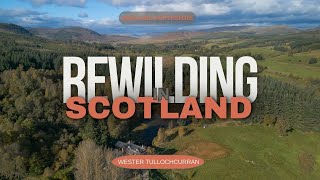 Rewilding in Scotland  Wester Tullochcurran in Perthshire  a Rewilding Project with a Difference
