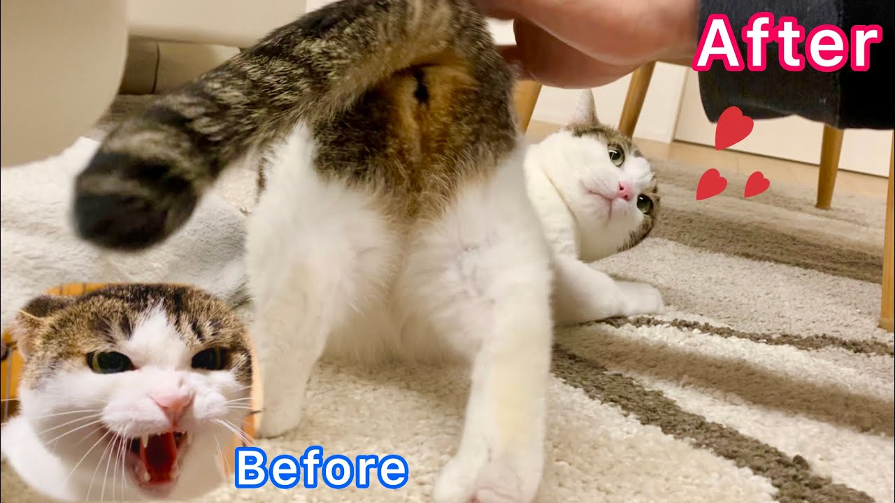 猫パンチ 撫でると威嚇＆猫パンチ！1年半ケージに引きこもっていた元野良猫が