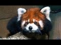 ЭКзоопарк в ТРЦ «РИО». Красная панда (2017)