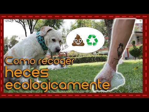 Video: Cómo Limpiar La Caca De Perro