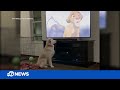 Dogs adorable reaction to the saddest scene from the lion king