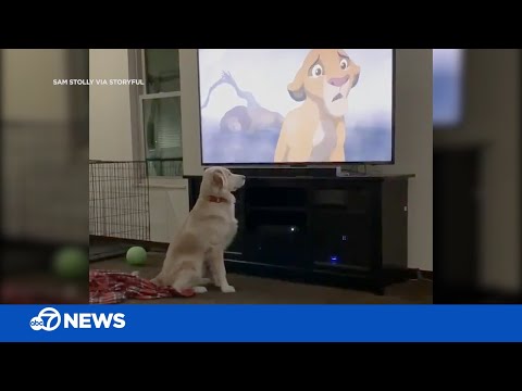 Dog's adorable reaction to the saddest scene from 'The Lion King' indir