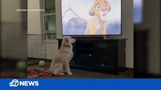 Dog's adorable reaction to the saddest scene from 'The Lion King'