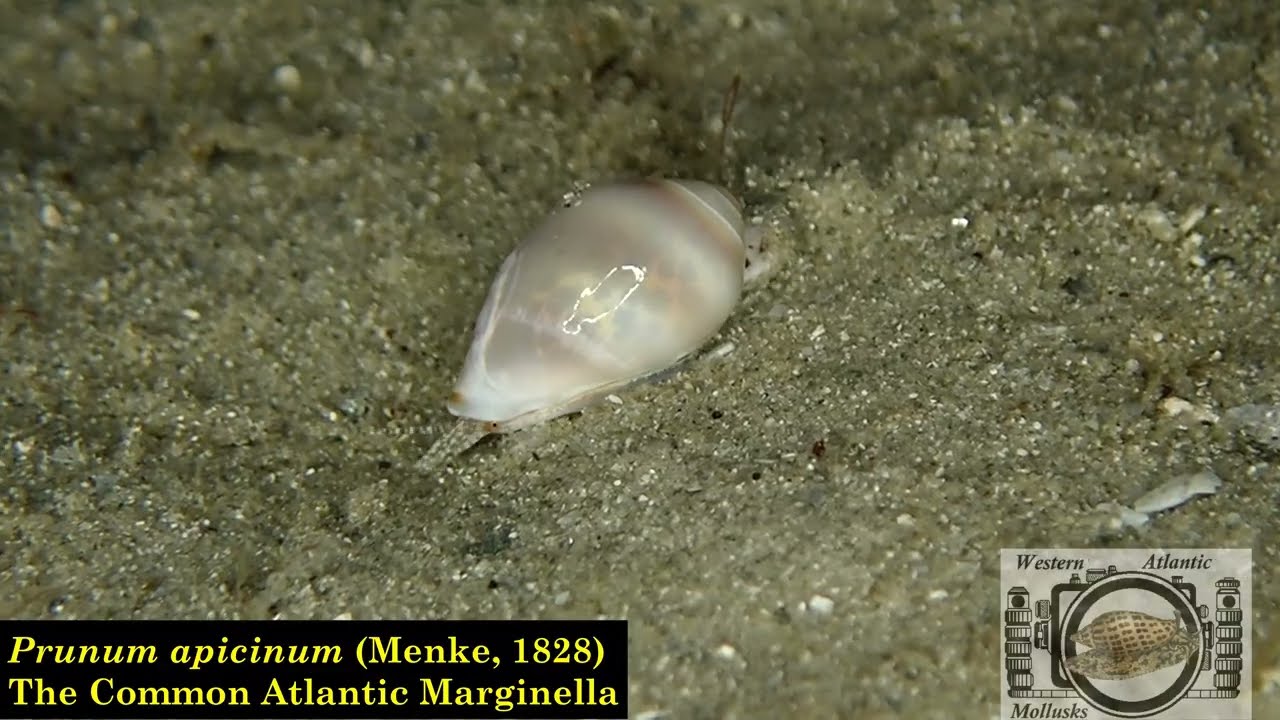 The Common Atlantic Marginella - Prunum apicinum (Menke, 1829)