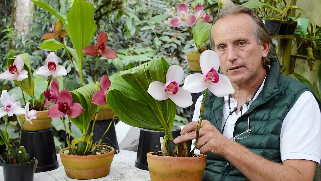 Cultivo de Orquídeas Lycaste | Aprende cómo tener hermosas floraciones