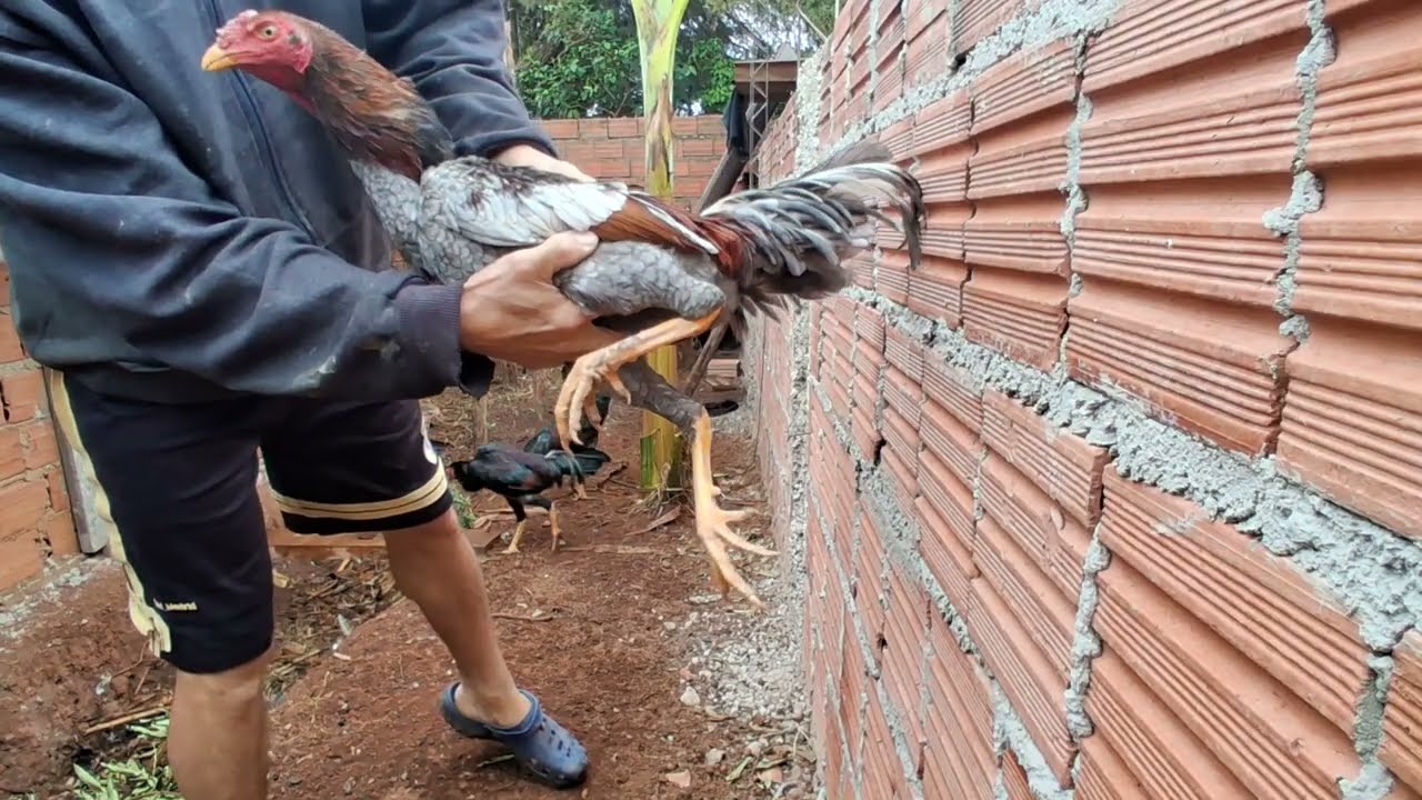 Mais um dia aqui no criatorio 🔥🐓, Chuvinha   deu uma refrescada 🌦