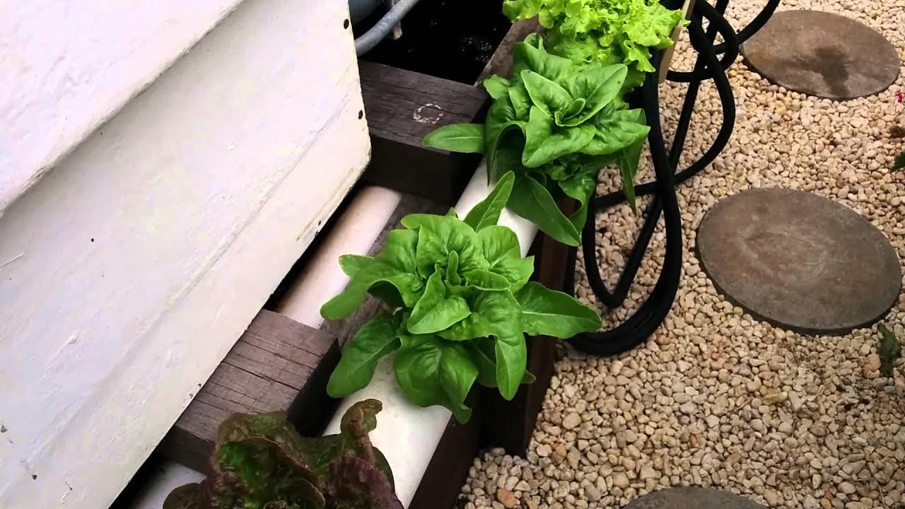 Warrnambool aquaponics system with trout YouTube