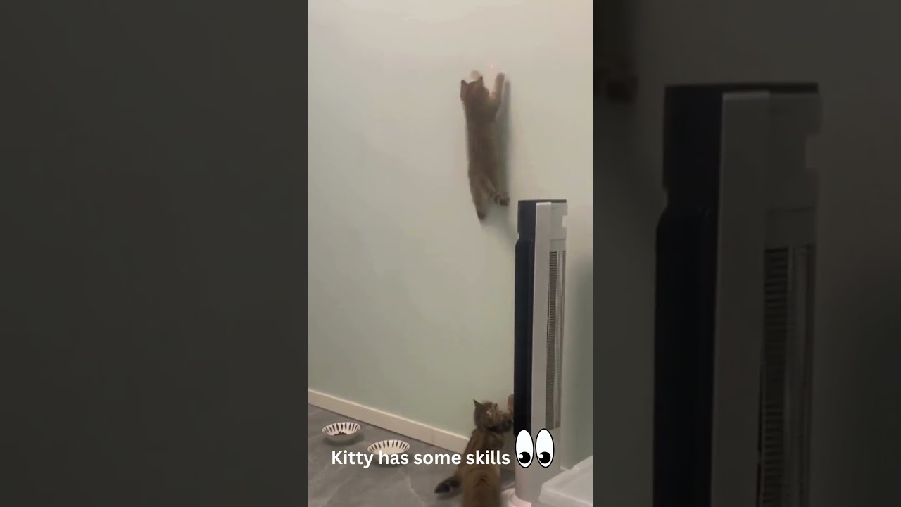 "Adorable Kitten's Gravity-Defying Adventure! 🐾 | Must-See Cute Cat Climbing | Subscribe Now!"