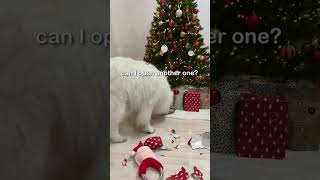 My Dogs Fight Over Their New Gift Day 13 Advent Calendar