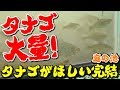 【庭の池】タナゴがほしい完結 タナゴ大量に捕れました #72 2018.4.28