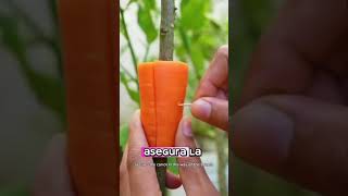Enraiza citricos🍊 #injerto #injertar #arbolesfrutales #huertoenmacetas #agro #usc #fresa #huerto #us