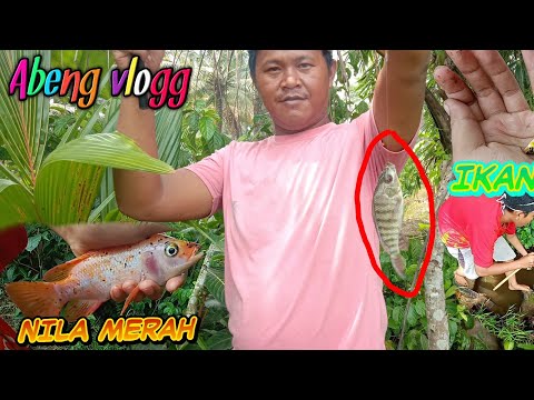 mancing-di-spot-kecil-dapet-babon-nila-sama-ikan-hias