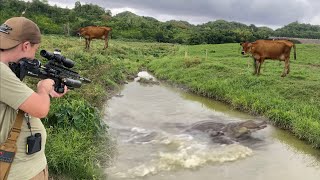 Invasive caiman Harvest in dairy Farm in Puerto Rico. Catch Clean & Cook Bacon wrapped Swamp dragon