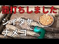 【しいたけ原木栽培】しいたけ作り穴開けから菌の打ち方、菌種紹介｜しいたけ栽培｜原木栽培のしいたけとなめこの菌打ち、その後七輪で焼き椎茸｜原木栽培のしいたけは凄く旨い｜スローな遊び