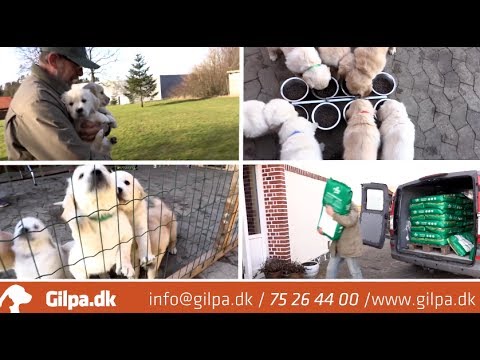 Video: Dekonstruktion Af Etiketter Til Kæledyrsfoder - Info Om Hundemad - Info Om Kattemad