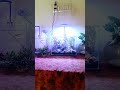 “Small tank, big happiness 💙🐠”