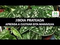 JIBOIA PRATEADA- aprenda a cuidar desta maravilhosa planta!