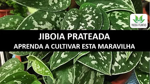 Como cuidar de jiboia prateada?