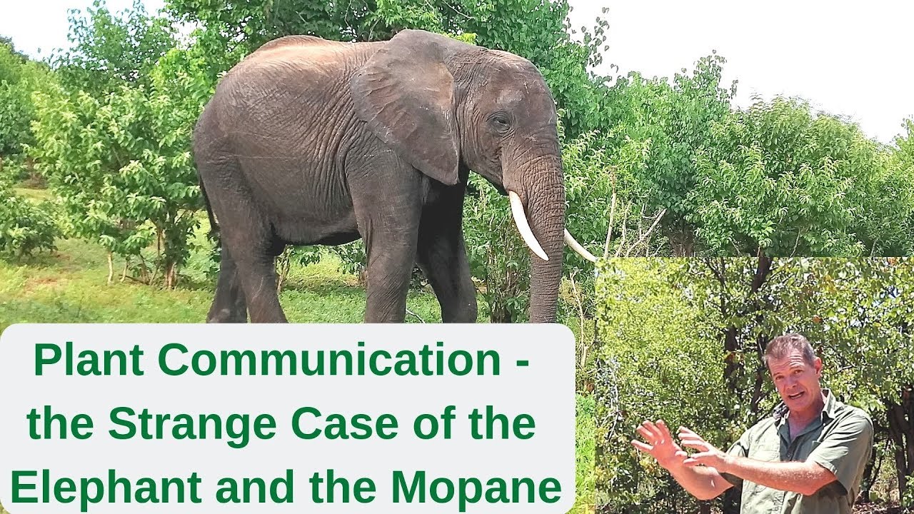 Коммуникация растений — странный случай слона и мопане.