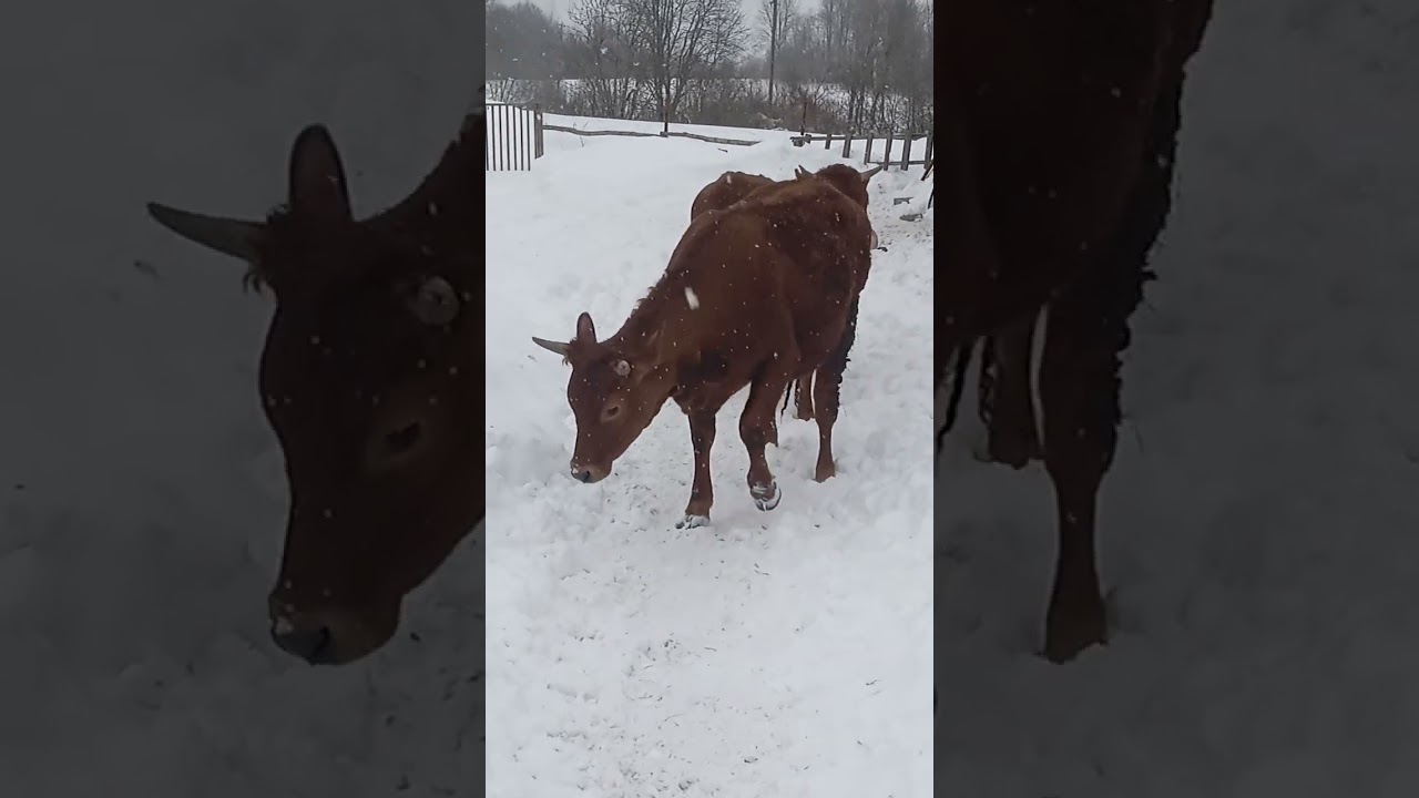 3 серия телята вышли подышать свежим воздухом