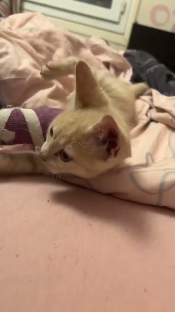 My little cat got hit by a car.
