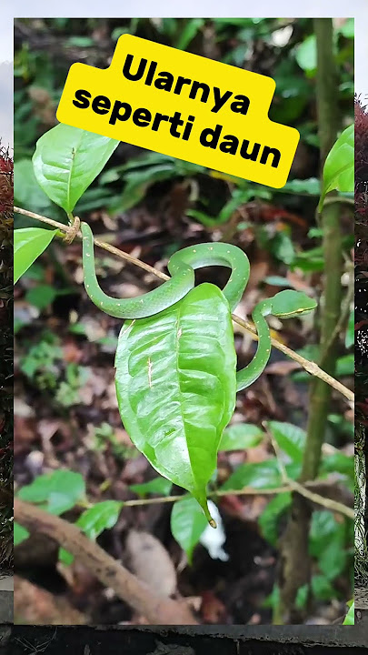 Ular Hijau warnanya seperti daun..