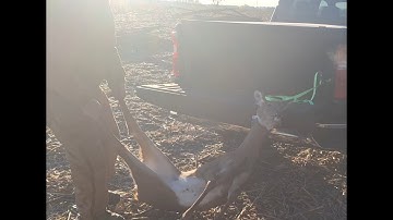 Hoe laad je een hert in een pick-uptruck met een spanband?