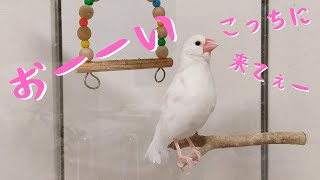 【さえずりや呼び鳴きで、こっちに来てとアピールするかわいい文鳥】 ‘’Java sparrow‘’‘’gelatik jawa‘’‘’문조‘’