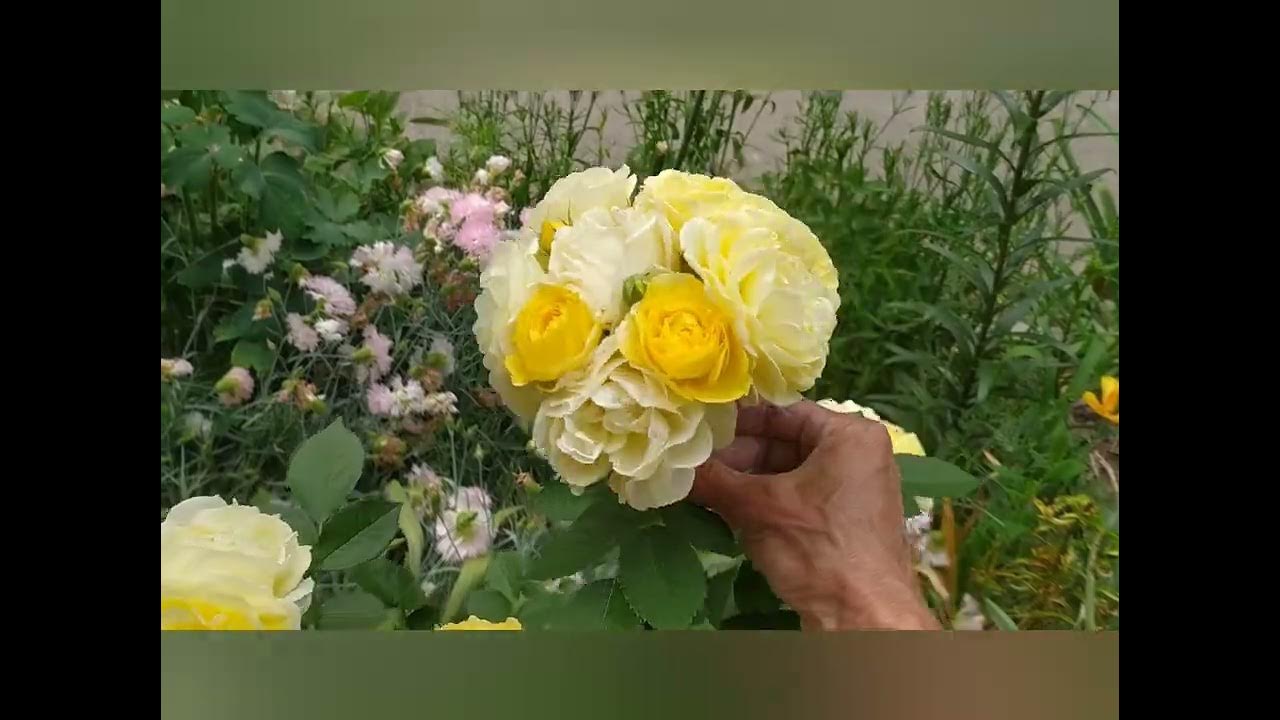 Голден Бордер/Golden Border - идеальная бордюрная роза 🌹🌹🌹 - YouTube