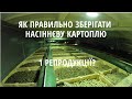 Хранение семенного картофеля 1 репродукции. Идеальные условия хранения картошки