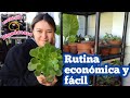 Nueva rutina efectiva contra la cochinilla|Progreso de mis plantas con plaga|orbelina Marquez