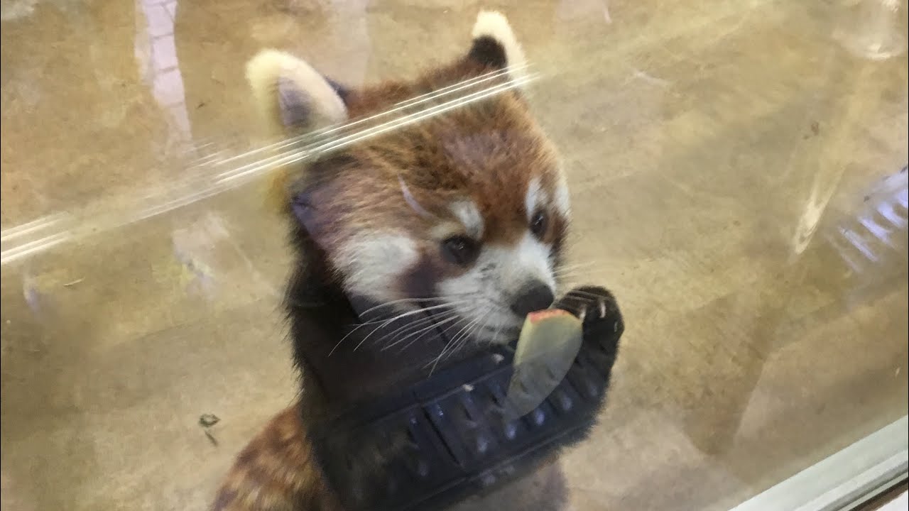 レッサーパンダのお食事時間です メイタちゃん スックと立ち上がる姿は風太おじいちゃんに負けません 千葉市動物公園に行って来ました Youtube