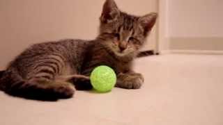 Слепой котенок Оскар и его первая игрушка Слепой котенок Оскар и его первая игрушка