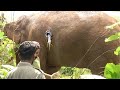 Unicorn Tusker got a puncturing wound, after being defeated by a fight between another tusker