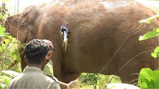 Unicorn Tusker got a puncturing wound, after being defeated by a fight between another tusker