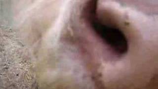 Cow Licks Cat, Again